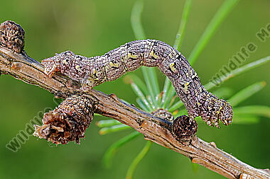 Isabellen-Dickleibspanner Raupe