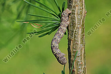 Isabellen-Dickleibspanner Raupe