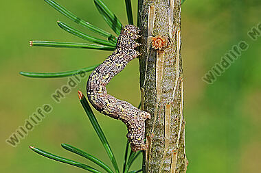 Isabellen-Dickleibspanner Raupe