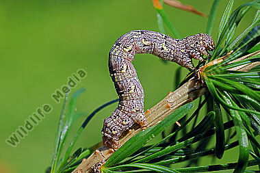 Isabellen-Dickleibspanner Raupe