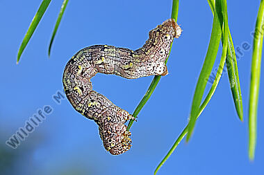 Isabellen-Dickleibspanner Raupe