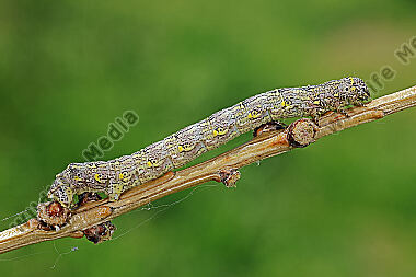 Isabellen-Dickleibspanner Raupe