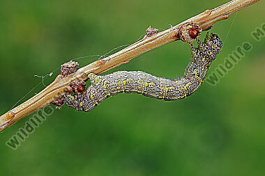 Isabellen-Dickleibspanner Raupe