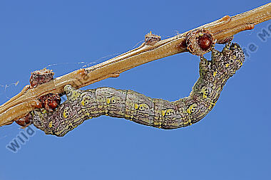 Isabellen-Dickleibspanner Raupe