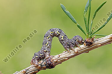 Isabellen-Dickleibspanner Raupe