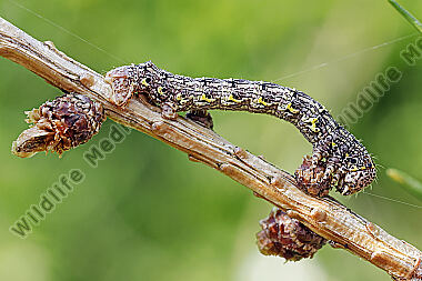 Isabellen-Dickleibspanner Raupe