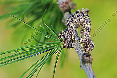 Isabellen-Dickleibspanner Raupe