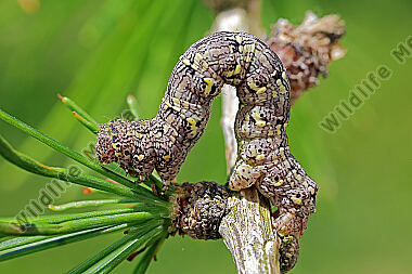 Isabellen-Dickleibspanner Raupe