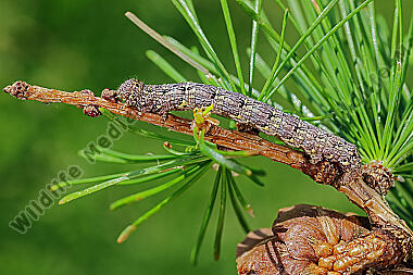 Isabellen-Dickleibspanner Raupe