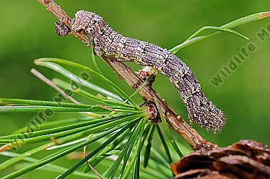 Isabellen-Dickleibspanner Raupe