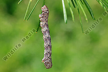 Isabellen-Dickleibspanner Raupe