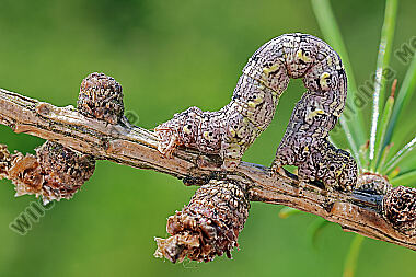 Isabellen-Dickleibspanner Raupe