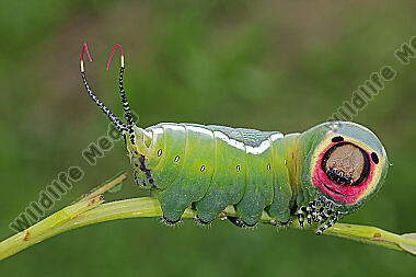 Großer Gabelschwanz Raupe