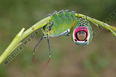 Großer Gabelschwanz Raupe