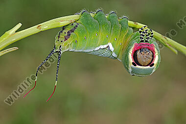 Großer Gabelschwanz Raupe