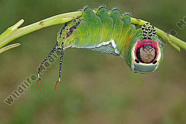 Großer Gabelschwanz Raupe