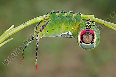 Großer Gabelschwanz Raupe