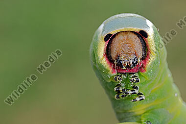 Großer Gabelschwanz Raupe