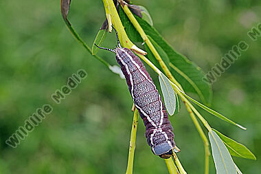 Großer Gabelschwanz verpuppungsreife Raupe