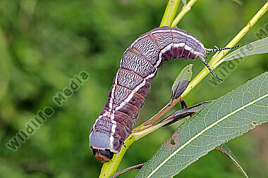 Großer Gabelschwanz verpuppungsreife Raupe