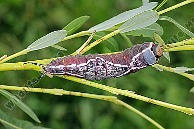 Großer Gabelschwanz verpuppungsreife Raupe