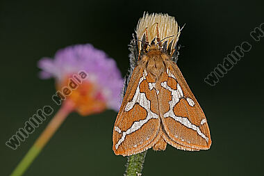 Hübners Alpen-Wurzelbohrer