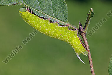 Hummelschwärmer Raupe