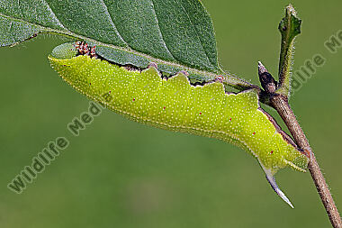 Hummelschwärmer Raupe