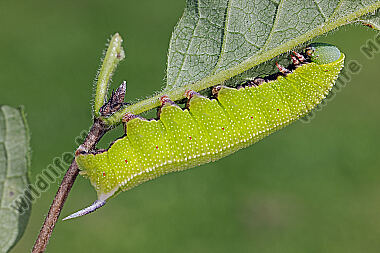 Hummelschwärmer Raupe
