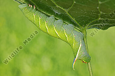 Lindenschwärmer Raupe