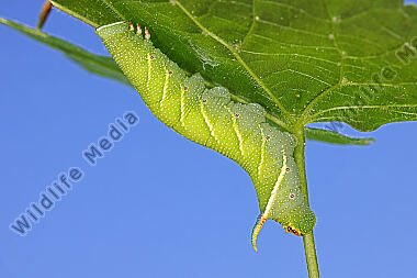 Lindenschwärmer Raupe