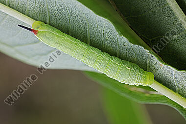 Mittlerer Weinschwärmer halberwachsene Raupe