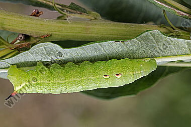 Mittlerer Weinschwärmer halberwachsene Raupe