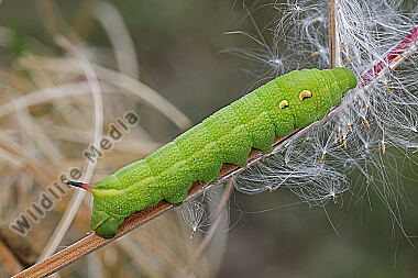 Mittlerer Weinschwärmer halberwachsene Raupe