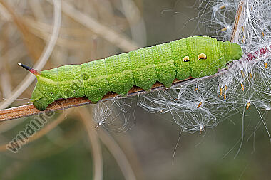 Mittlerer Weinschwärmer halberwachsene Raupe