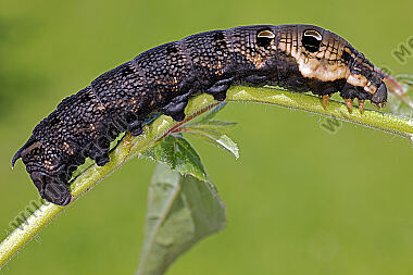 Mittlerer Weinschwärmer Raupe