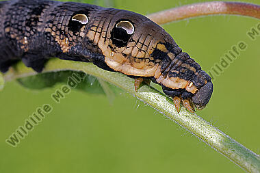 Mittlerer Weinschwärmer Raupe