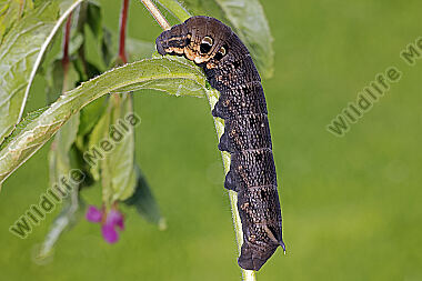 Mittlerer Weinschwärmer Raupe