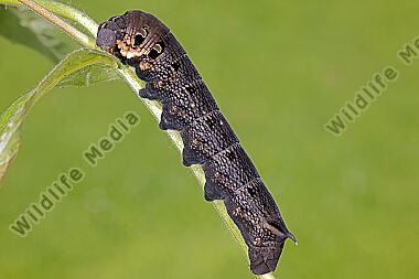 Mittlerer Weinschwärmer Raupe