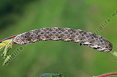 Nachtkerzenschwärmer Raupe