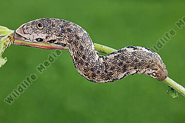 Nachtkerzenschwärmer Raupe