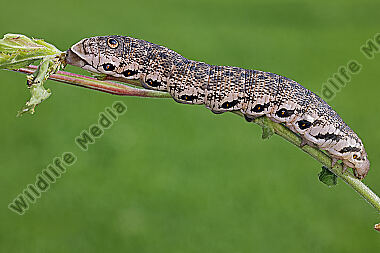 Nachtkerzenschwärmer Raupe