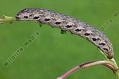 Nachtkerzenschwärmer Raupe