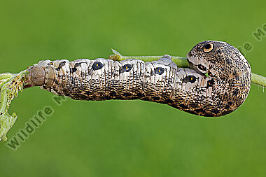 Nachtkerzenschwärmer Raupe