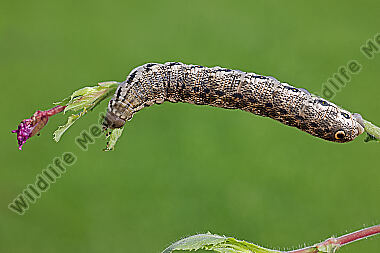 Nachtkerzenschwärmer Raupe