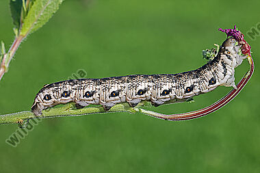 Nachtkerzenschwärmer Raupe