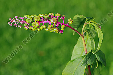 Amerikanische Kermesbeere