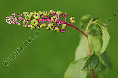 Amerikanische Kermesbeere