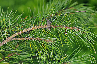 Zimmermannsbock Männchen