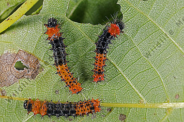 Indischer Mondspinner Eiraupe